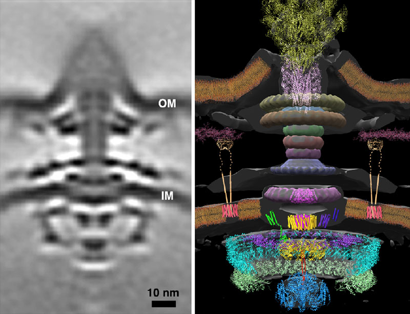 Flagellar motor